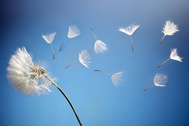 istock flying dandelion seeds on a blue background 507266217
