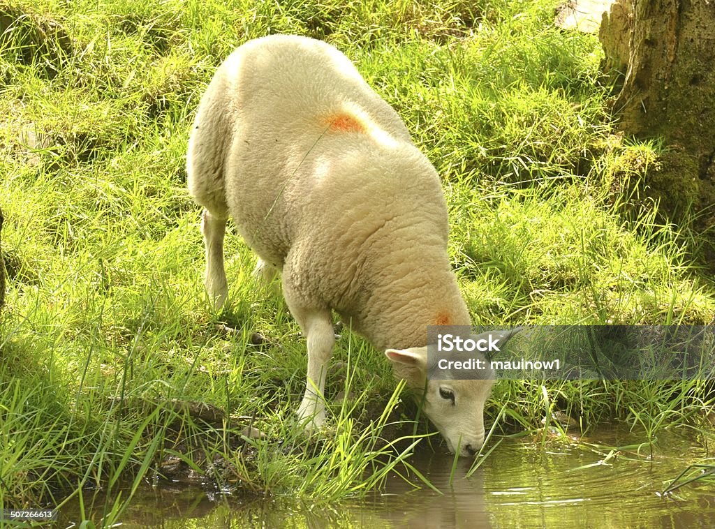 Sheep drinking water sheep along a canal in Wales Sheep Stock Photo