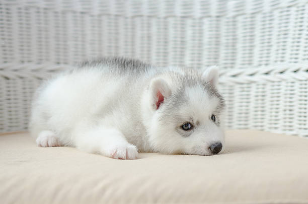 istock Cute puppy siberian husky 507267485