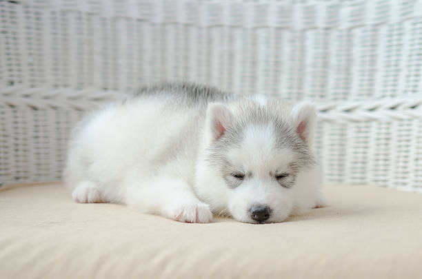 istock Cute puppy siberian husky 507267489
