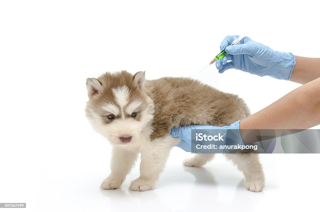 Veterinary  hand is giving vaccine to puppy Veterinary surgeon hand is giving vaccine to puppy Animal Stock Photo