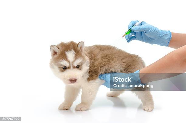 Veterinary Hand Is Giving Vaccine To Puppy Stock Photo - Download Image Now - Animal, Animal Body Part, Assistance