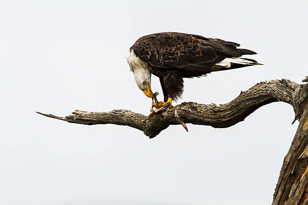 eagle essen fisch - white headed eagle stock-fotos und bilder