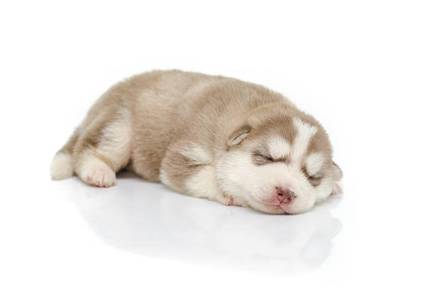 istock Puppy siberian husky sleeping 507268169