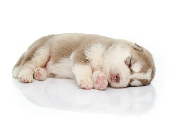istock Puppy siberian husky sleeping 507268173