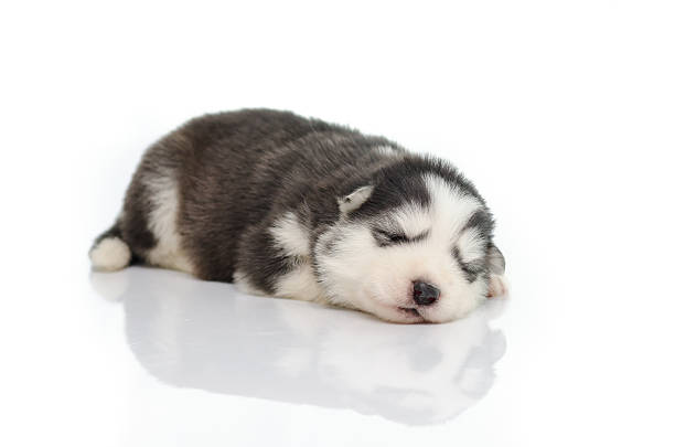 istock Puppy siberian husky sleeping 507268177