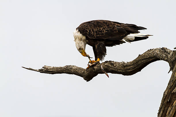 eagle essen fisch - white headed eagle stock-fotos und bilder