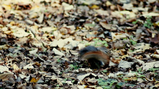 Squirrel - Feeding With Nut - Stock Video