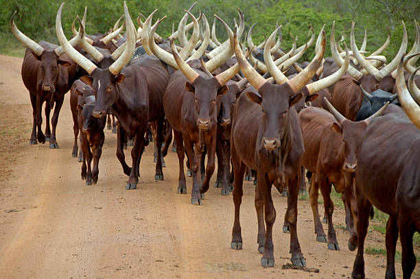 istock Flock of cattle cows in Uganda 507269490