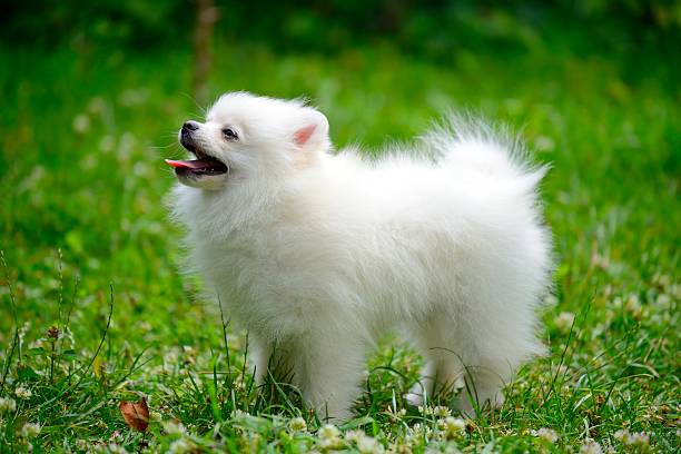 istock Small white puppy standing on grass outside 507270097
