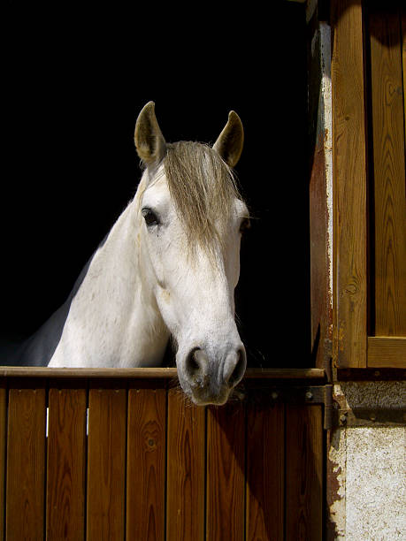 istock horse in the stable 507270219