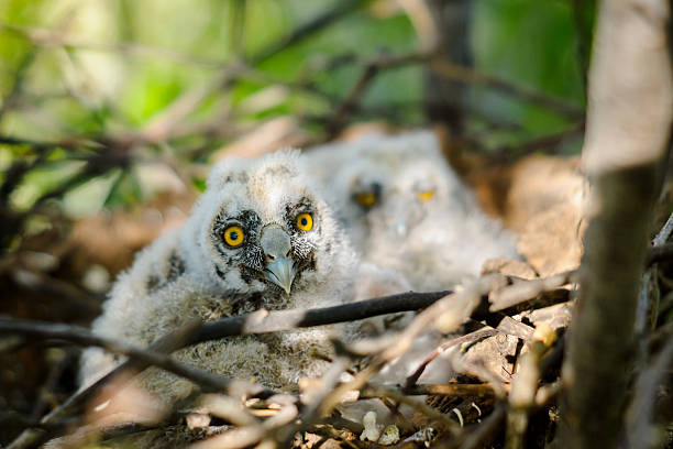 istock Long-eared Owl Little chicks in the nest 507270242