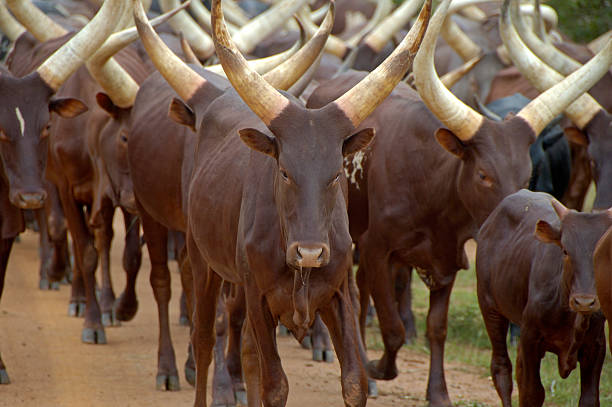 istock Flock of cattle cows in Uganda 507270244
