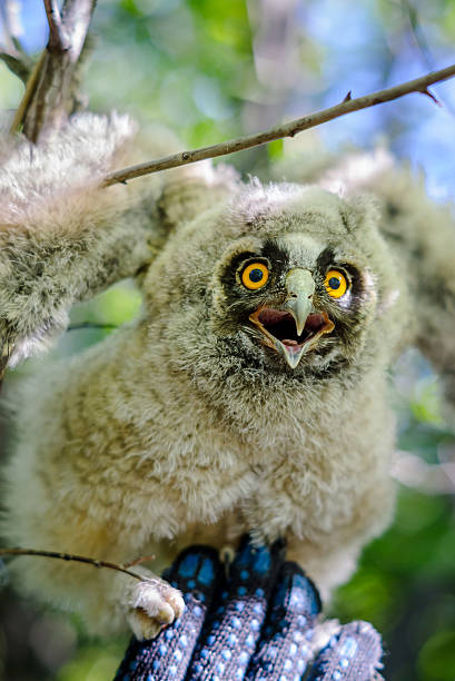istock Young long-eared owl sitting on a hand 507270264