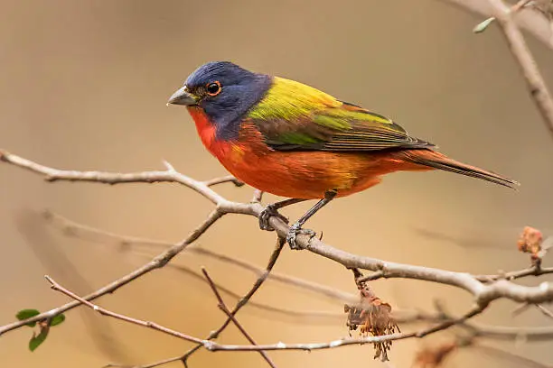Photo of Male Painted Bunting in Leafless Bush