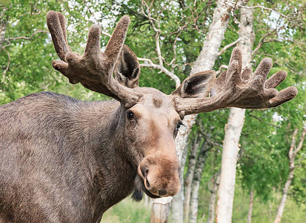 Moose close-up Moose close-up alces alces gigas stock pictures, royalty-free photos & images
