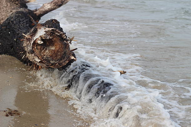istock Driftwood in the sand on the seashore 507270570