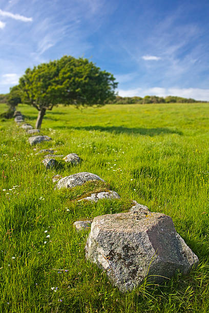 Torrs Hill Windswept Tree in Old Wall with Rock Foreground stock photo