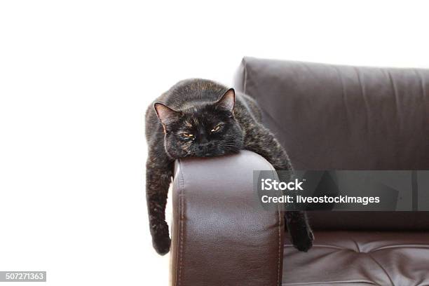 Hangover Cat Stock Photo - Download Image Now - Domestic Cat, Laziness, Humor