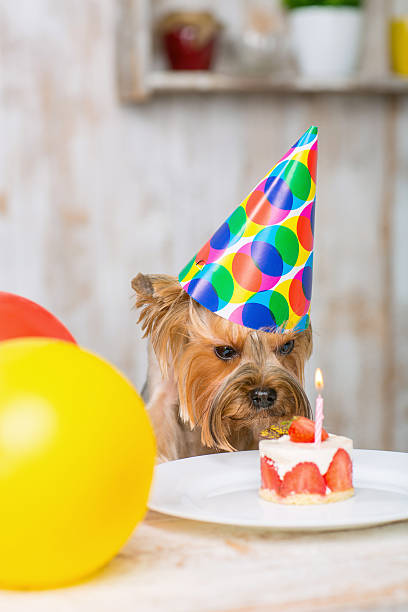 istock Yorkshire terrier sniffing at the cake 507271662