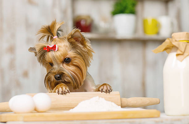istock Little Yorkshire terrier staring at chicken eggs 507271692