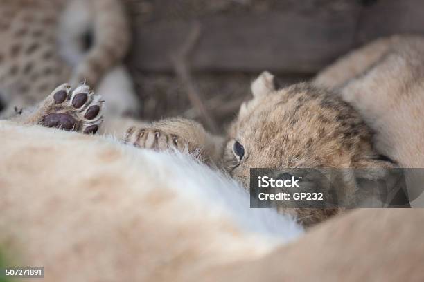 Cubs Feeding On Mother Lioness In The Wild Stock Photo - Download Image Now - Animal, Animal Behavior, Animals In The Wild