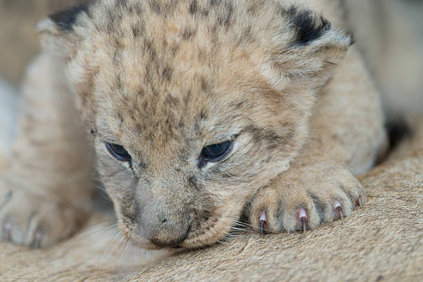 istock Wild lion only 10 days old 507271933