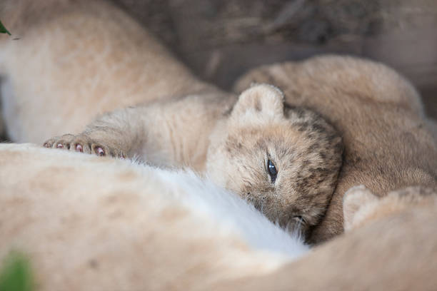 A mother lion lying down with a paw on her baby cub