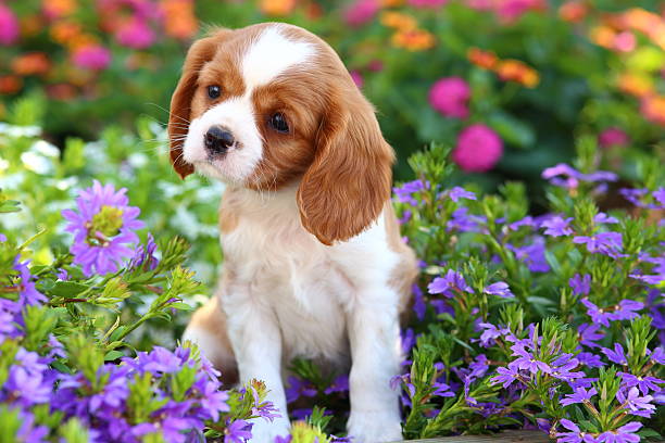 istock Cavalier King Charles Spaniel puppy in flowerbed 507272111