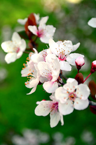 Cherry Blossom against Green Background stock photo