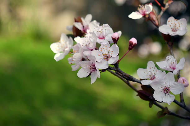 Cherry Blossom against Green Background stock photo