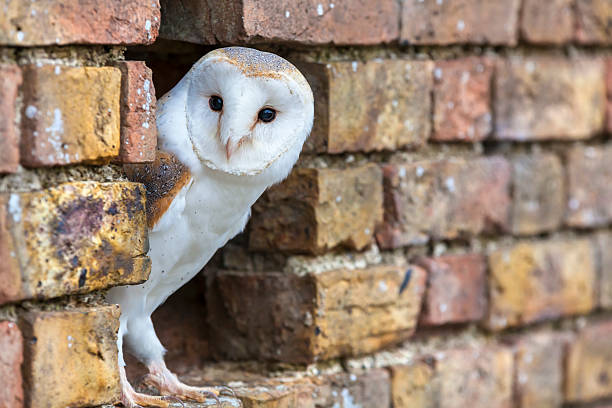 バーンミミズク外のホールの壁 - barn owl ストックフォトと画像