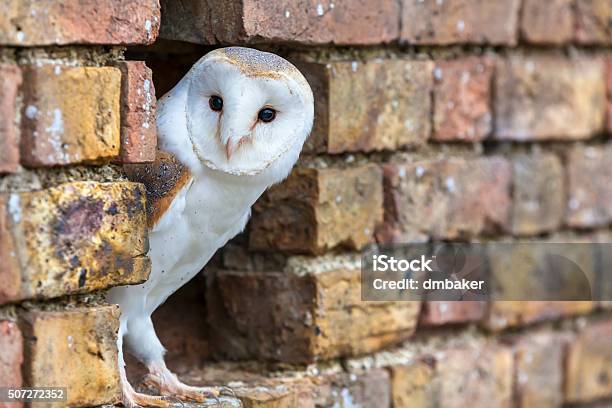 Barn Owl Looking Out Of A Hole In A Wall Stock Photo - Download Image Now - Barn Owl, Owl, Farm