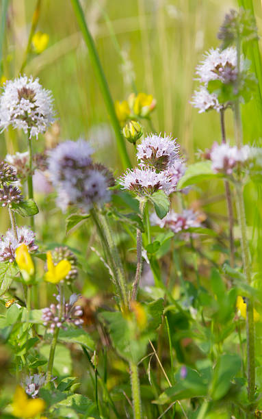 wasser mint (mentha aquatica) - mentha aquatica stock-fotos und bilder