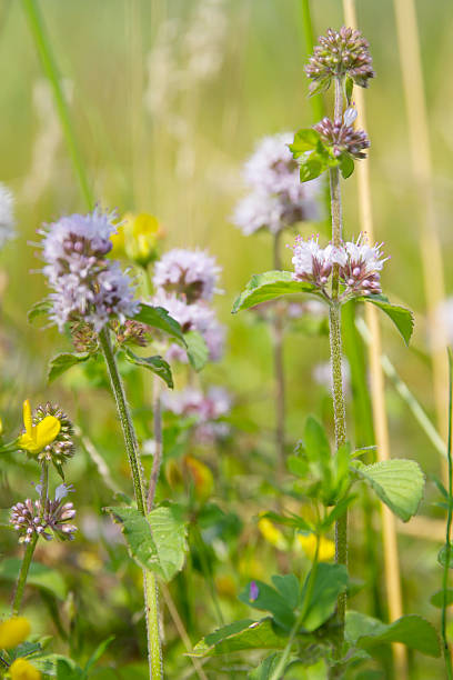 wasser mint (mentha aquatica) - mentha aquatica stock-fotos und bilder