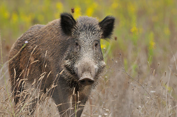 wild boar (sus scrofa) - sanglier photos et images de collection