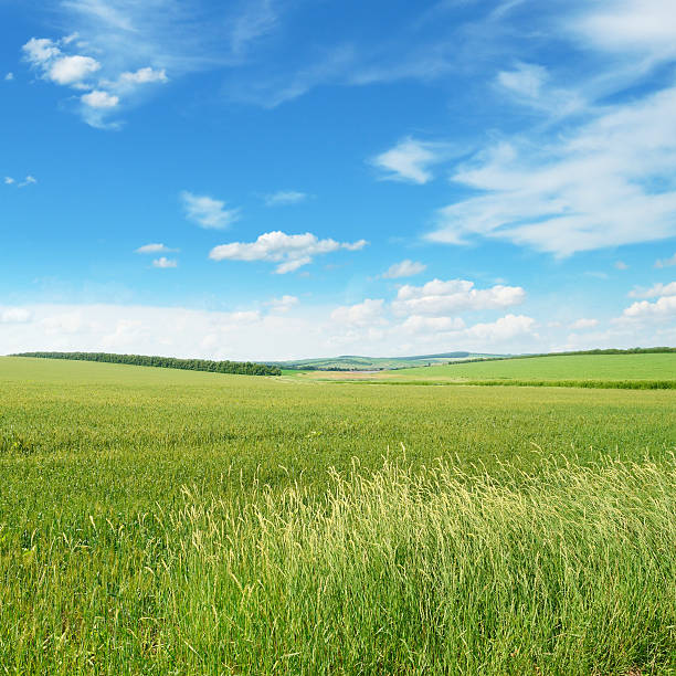 spring wiese und blauer himmel - lea stock-fotos und bilder