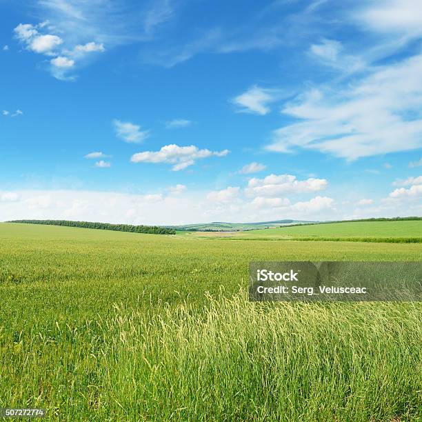 Spring Wiese Und Blauer Himmel Stockfoto und mehr Bilder von Gras - Gras, Viehweide, Agrarbetrieb