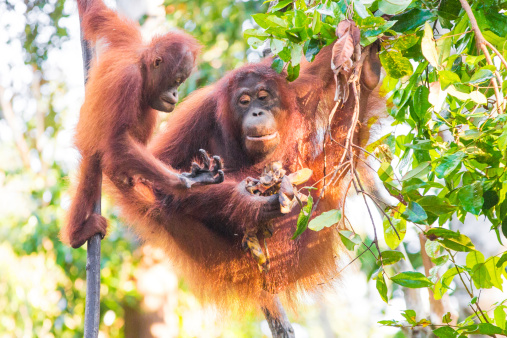 A mother orangutan and her baby in a tree in Tanjung Harapin, Indonesia.  rr