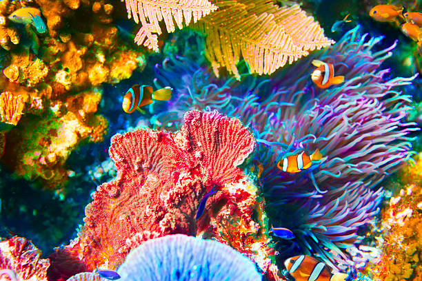 Coral Reef Scene with Clown fish (Amphiprion ocellaris) Beautiful coral reef with clown fish. taveuni stock pictures, royalty-free photos & images