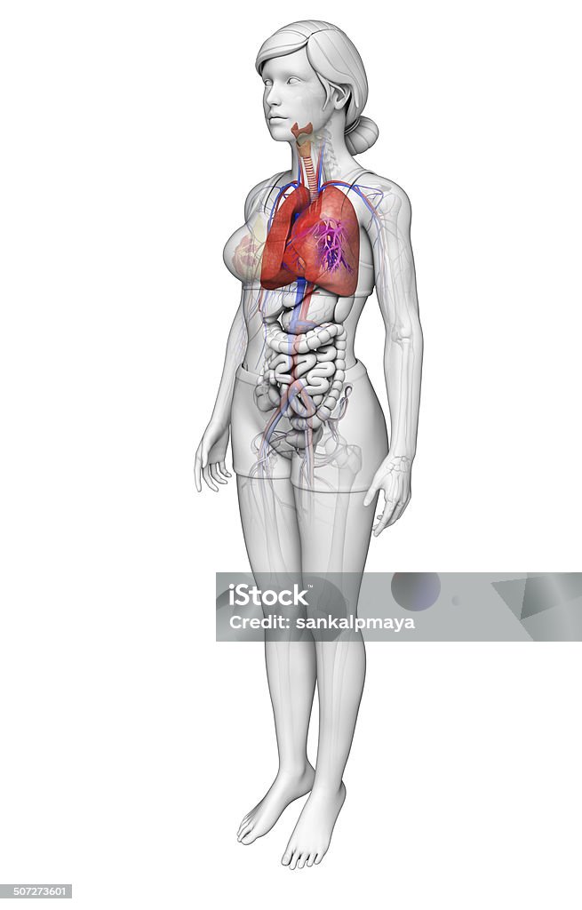 Feminino pulmões anatomia - Foto de stock de Abdome royalty-free