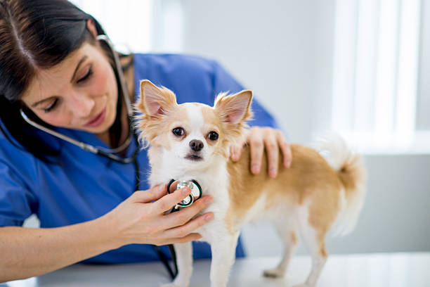 Nurse Listening to a Dog's Heartbeat A vet is examining a chihuahua by listening to the dogs heartbeat. animal hospital photos stock pictures, royalty-free photos & images