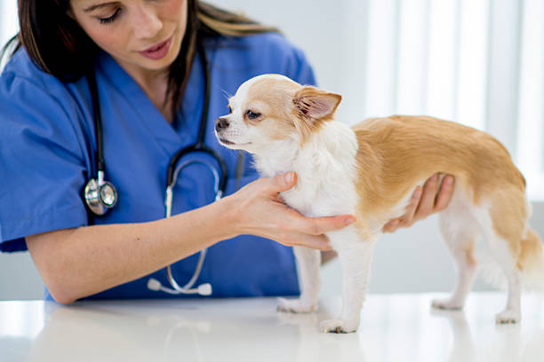 istock Nurse Examining a Puppy 507275120