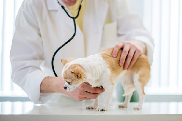 istock Vet Examining a Dog's Heartbeat 507275348