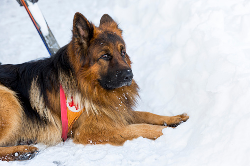 Sofia, Bulgaria - January 21, 2016: Rescue dog at Mountain Rescue Service at Bulgarian Red Cross is waiting for a rescue mission in Vitosha mountain. The organization is responding to a signal for people buried in avalanche.