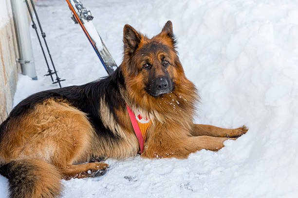 cão de busca e resgate em montanha serviço de resgate - dog first aid first aid kit winter - fotografias e filmes do acervo