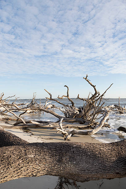 istock Driftwood Beach, Jekyll Island 507276810