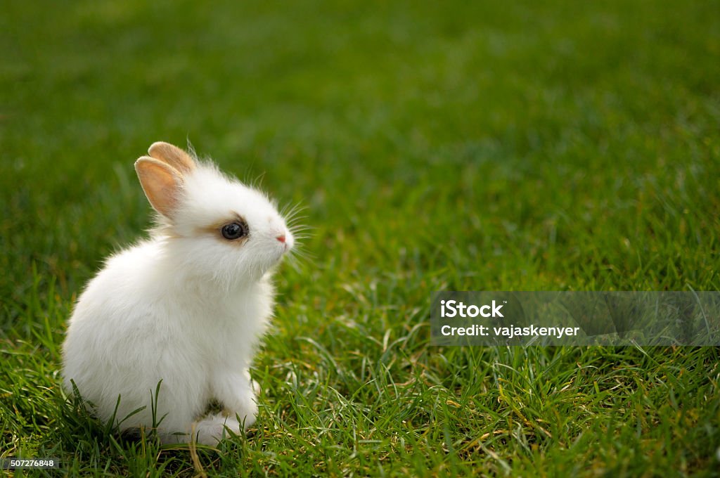 Bunny sitting in the grass A very young white bunny in the green grass Baby Rabbit Stock Photo