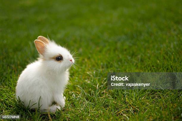 Bunny Sitting In The Grass Stock Photo - Download Image Now - Baby Rabbit, Cute, Rabbit - Animal