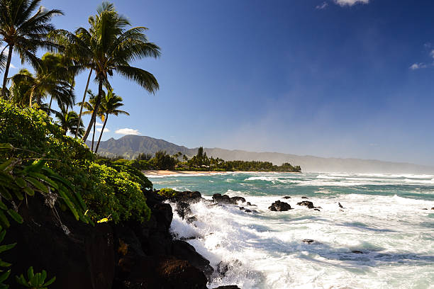 tortuga playa cerca de haleiwa-costa norte de oahu, hawai - north shore fotografías e imágenes de stock